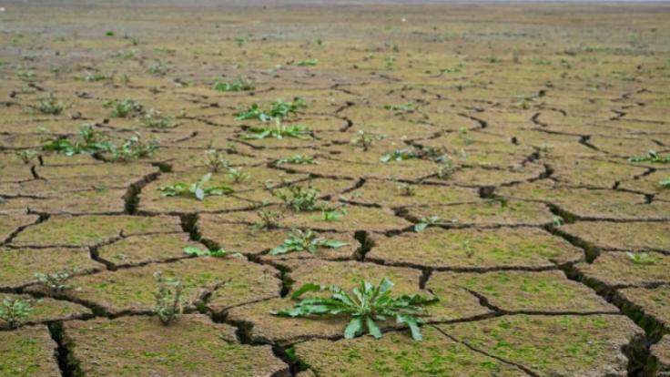 zim droughts-QtXuUPQXMs.jpeg